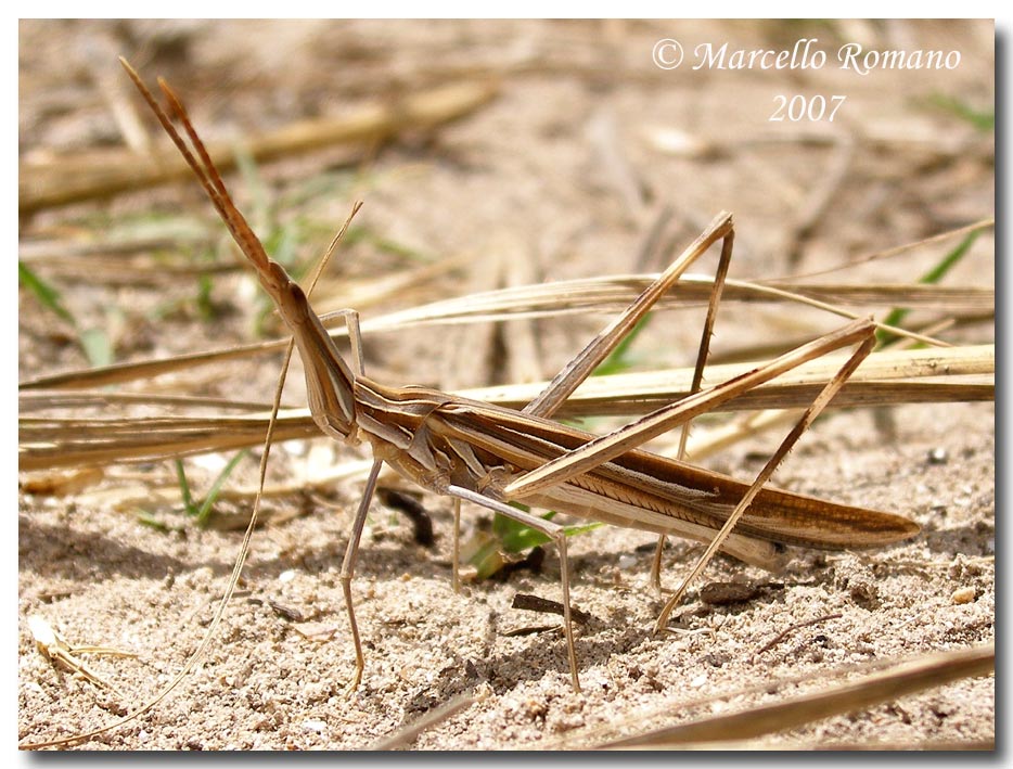 Truxalis nasuta (Acrididae) in Sicilia